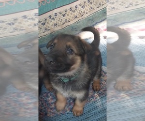 German Shepherd Dog Dog Breeder near MOUNTAIN LAKE, MN, USA