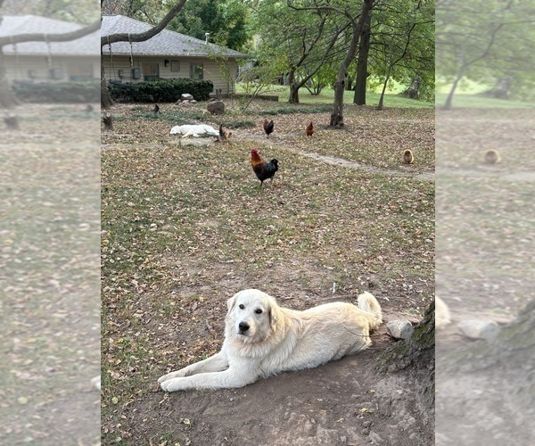 Medium Photo #15  Breeder Profile in LECOMPTON, KS, USA