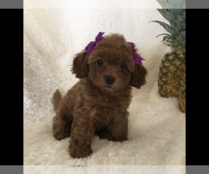 Poodle (Toy) Dog Breeder near SAFFORD, AZ, USA