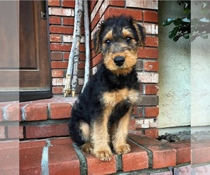 Airedale Terrier Dog Breeder near GALT, CA, USA