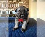 Small breeder photo
