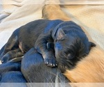 Small #47 Breeder Profile image
