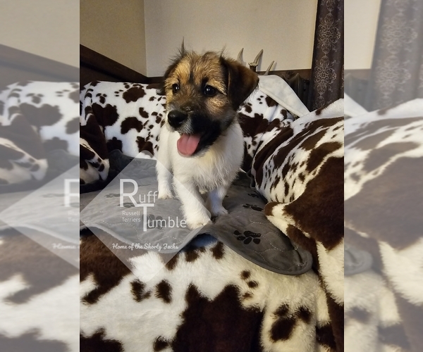 Medium Photo #26  Breeder Profile in HARVEL, IL, USA
