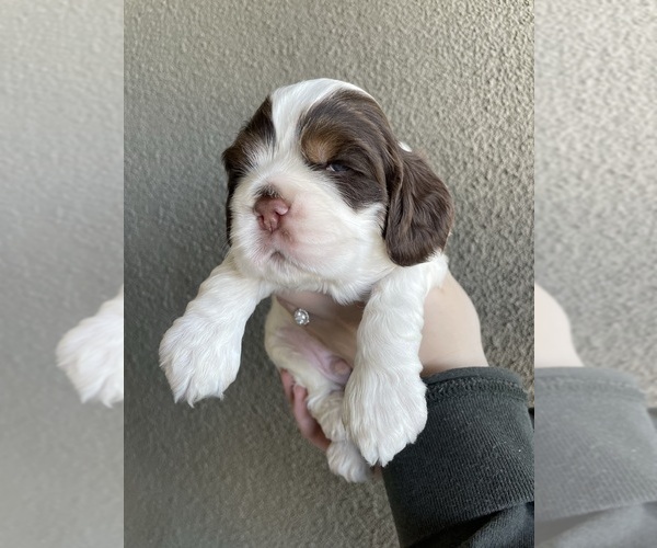 Medium Photo #1  Breeder Profile in MODESTO, CA, USA
