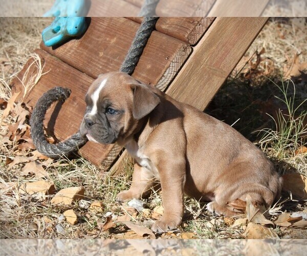 Medium Photo #8  Breeder Profile in HARRISON, AR, USA