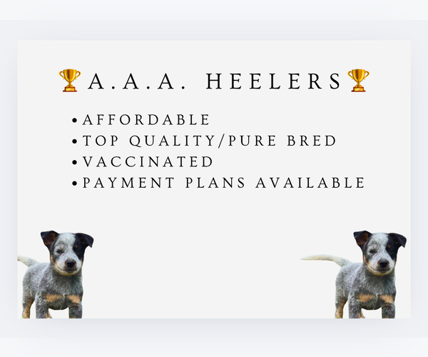 Medium Photo #1  Breeder Profile in ZOLFO SPRINGS, FL, USA