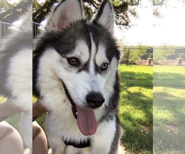 Medium Photo #1  Breeder Profile in HUTTO, TX, USA