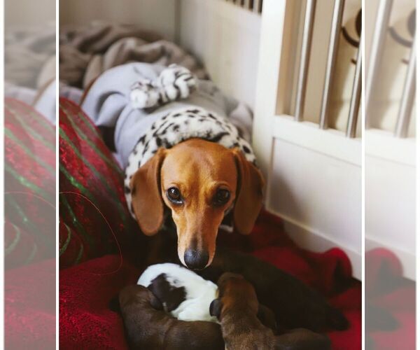Medium Photo #14  Breeder Profile in STEAMBOAT SPRINGS, CO, USA