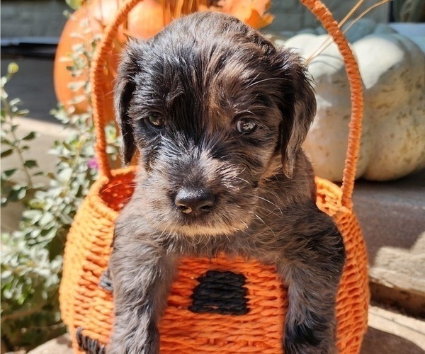 Medium Photo #18  Breeder Profile in WACO, TX, USA