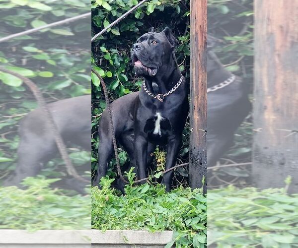 Medium Photo #5  Breeder Profile in LA PUENTE, CA, USA
