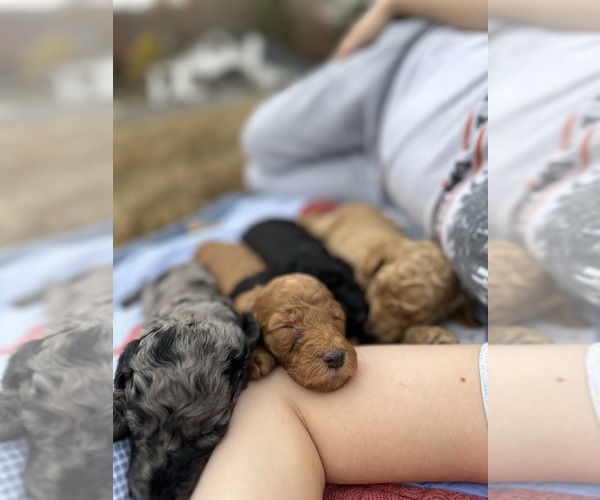 Medium Photo #9  Breeder Profile in POWELL, TN, USA