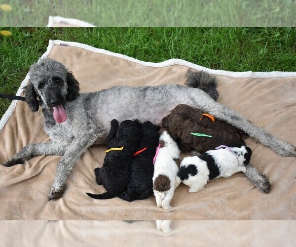 Medium Photo #1  Breeder Profile in BERGTON, VA, USA