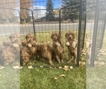 Small breeder photo