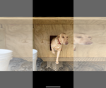 Small #33 Breeder Profile image