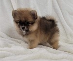 Small Photo #12  Breeder Profile in MYRTLE CREEK, OR, USA