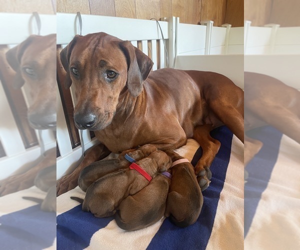 Medium Photo #4  Breeder Profile in BOISE, ID, USA