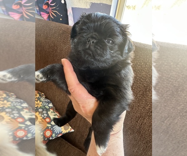 Medium Photo #4  Breeder Profile in PRINEVILLE, OR, USA