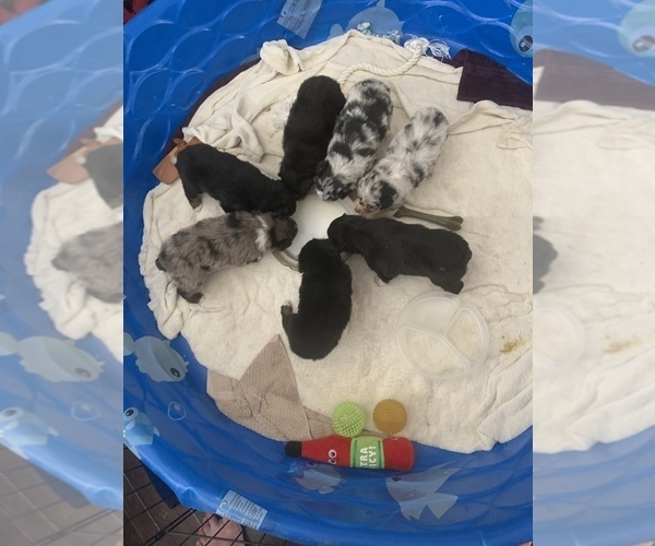 Medium Photo #61  Breeder Profile in SUNNYVALE, CA, USA