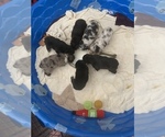 Small #60 Breeder Profile image