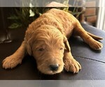 Small #32 Breeder Profile image
