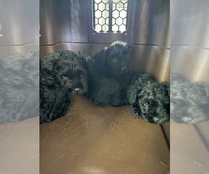 Schnauzer (Miniature) Dog Breeder near HOUSTON, TX, USA