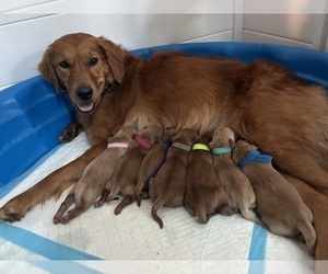 Golden Retriever-Goldendoodle Mix Dog Breeder near GROVE CITY, OH, US