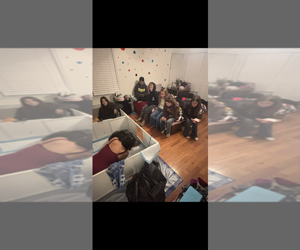 Medium Photo #15  Breeder Profile in EXETER, RI, USA