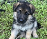 Small breeder photo