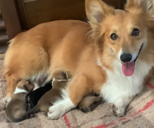 Medium Photo #15  Breeder Profile in MIDLOTHIAN, TX, USA