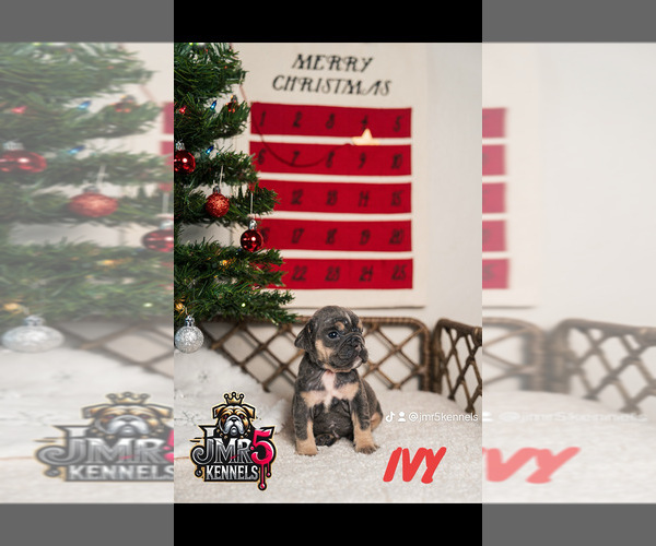 Medium Photo #4  Breeder Profile in PORTERVILLE, CA, USA