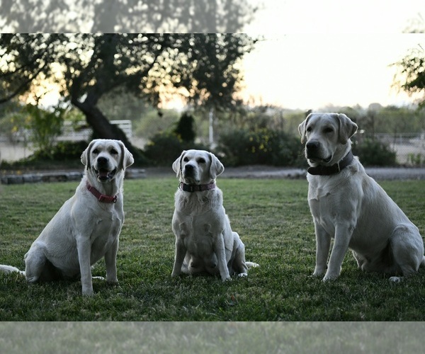Medium Photo #1  Breeder Profile in RAMONA, CA, USA