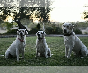 Labrador Retriever Dog Breeder near RAMONA, CA, USA