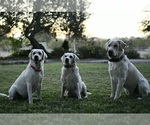 Small breeder photo