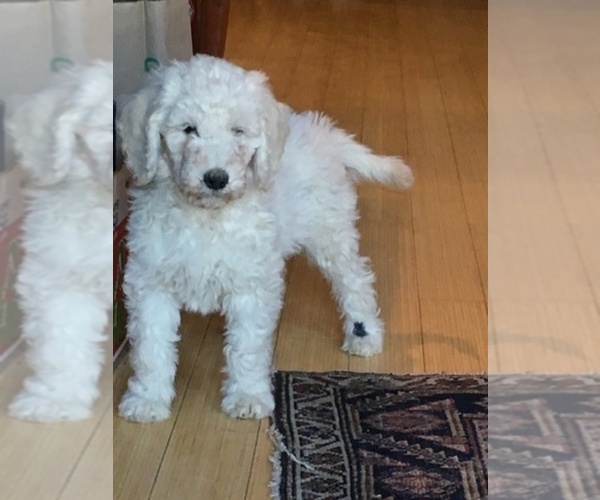Medium Photo #1  Breeder Profile in GREAT BARRINGTON, MA, USA