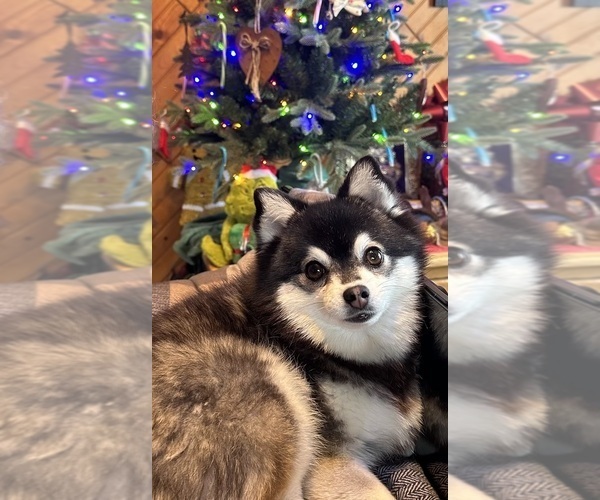 Medium Photo #16  Breeder Profile in STAPLES, MN, USA