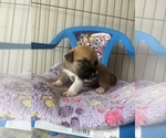 Small #5 Breeder Profile image