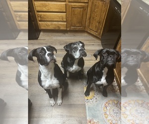 Medium Breeder Profile Photo