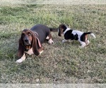 Small #4 Breeder Profile image