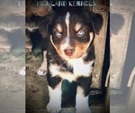 Small #21 Breeder Profile image