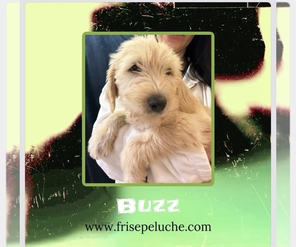 Medium Photo #11  Breeder Profile in CLEVELAND, OH, USA