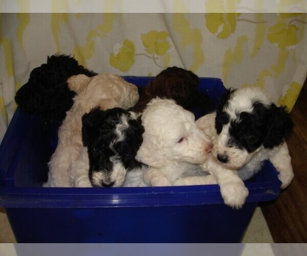 Medium Photo #1  Breeder Profile in PALATKA, FL, USA