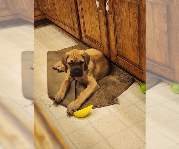 Medium Photo #3  Breeder Profile in KANKAKEE, IL, USA