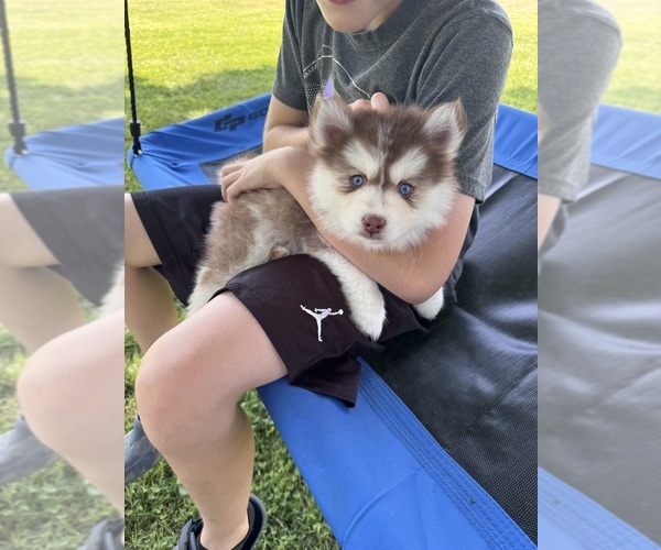 Medium Photo #31  Breeder Profile in VENUS, PA, USA