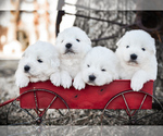 Small #4 Breeder Profile image