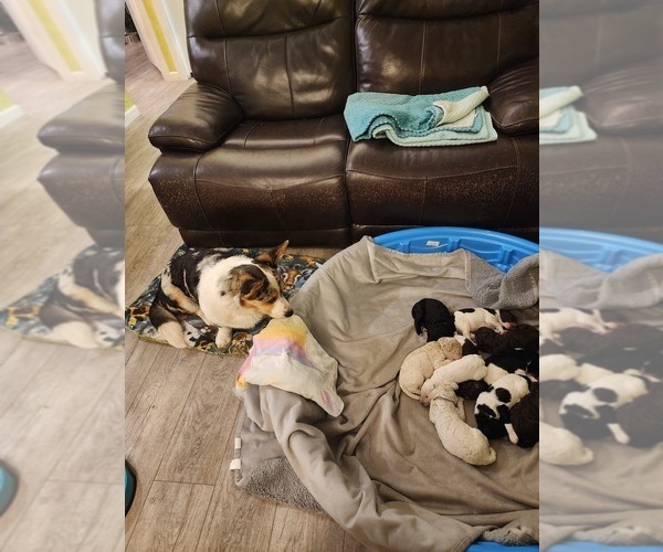 Medium Photo #10  Breeder Profile in CLAYTON, WA, USA