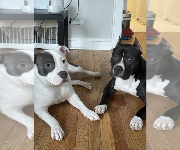 Medium Photo #14  Breeder Profile in NAUGATUCK, CT, USA