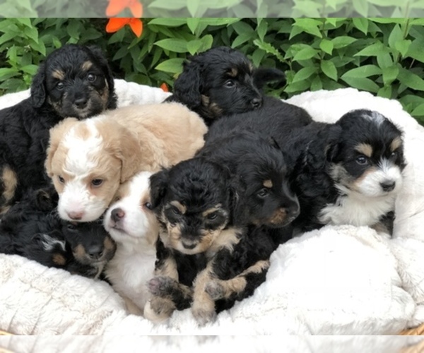 Medium Photo #1  Breeder Profile in PRIOR LAKE, MN, USA