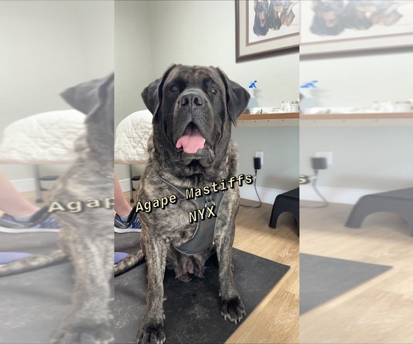 Medium Photo #14  Breeder Profile in MORRISTON, FL, USA