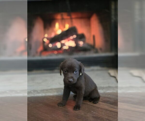 Medium Photo #29  Breeder Profile in FLORA, IL, USA