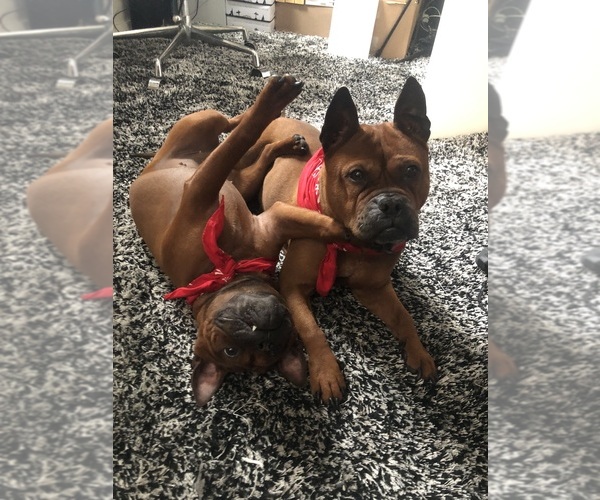 Medium Photo #1  Breeder Profile in Warrington, Greater Manchester (England), United Kingdom
